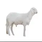 سواكني للمناسبات و الأفراح ب الأجل