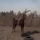 خيل شعبي