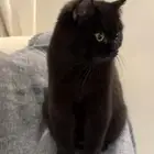 قط للتبني المؤقت