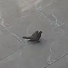 حمامة تعبانه تحتاج علاج