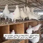 حمام فرنسي سلفر لاحم سوبر جامبو