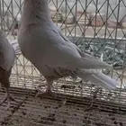 طبه زاجل فراشه