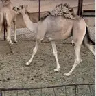 قعود فل للمناسبات