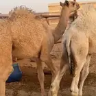 قعودين طيبات الي بيذبح ولي بيربي صالحه الخرج