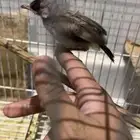 بلبول غر