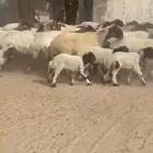 رغايث نعيم صنف فاخره