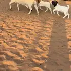 عنز بورقت بيور اصل