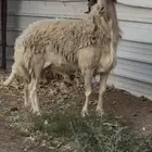 فحل ابرص صنف