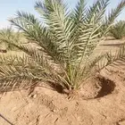 نخل صقعي للبيع