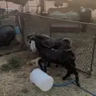 تيس طياب( تم الببيييع الله يبارك للجميع )