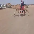 للبيع رحول ابل سنها رباع