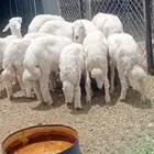 7 من البهم 4 خرفان و3 رخال شرط ونظافه