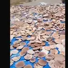 خبز اغنام. ناشف. نظيف على الشرط. في صامولي وشامي