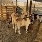 جفار