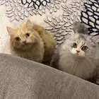 قطط للتبني