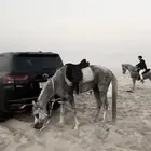 حصان عربي مكس