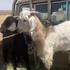 اتيوس مشاء الله كفو جدا فل