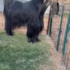 فحل عارضي منتج انتاج فاخر