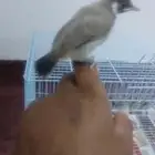 بلابل حساويه للبيع