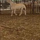 طليان حرية قاطعة وصف ( جملة ) من غنمنا غرب وادي بن هشبل