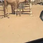 ضروبه حمراء