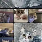 قطة للتبني