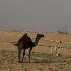 للبيع المجهم الكفو