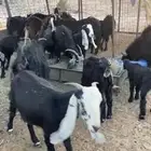 معزا للبيع العدد 21 بفحلها للتواصل واتس