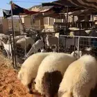 خرفان نعيم