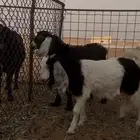 تيوس طيبه