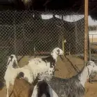 ذبايح حري وجفرات ومهاجين الخرج