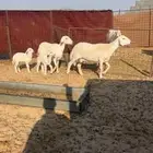 خلفات ودفيع حريات عنز دافع