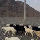 للبيع بهم تربيه