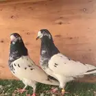 جوز تيدي مستوى بطل