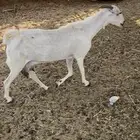 عنز بيشيه حليب يومي تم البيع