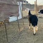 مراح نجد صنف الصنف. تم  البيع
