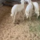 خرفان حرش