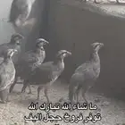 حجل اليف