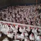 خميس مشيط