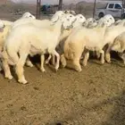 طليان للبيع
