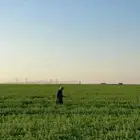 للبيع قش برسيم امريكي صافي