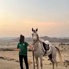 حصان شعبي
