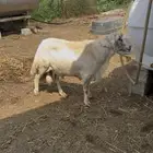 فحل فاخر