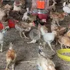 دجاج بلدي فواتح نظيف