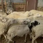 ظان للبيع