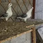 حمام شامي