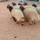 طلي نعيم الريآض حي الشفآء آي مكان نوصل فيه ذبح باقي وحد فقط