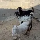 جفر وعنقان يوجد خدمة التوصيل والذبح