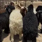خرفان نعيمي و عرب طيبه فل الفل