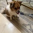 كلب نص تشيواو و بومرينيان للبيع